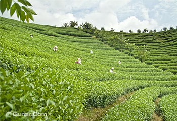 原始茶林第 1 张图片