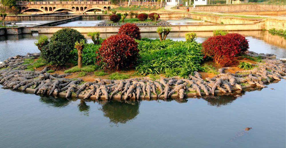 中国鳄鱼湖门票