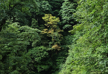 二郎山喇叭河风景区第 35 张图片