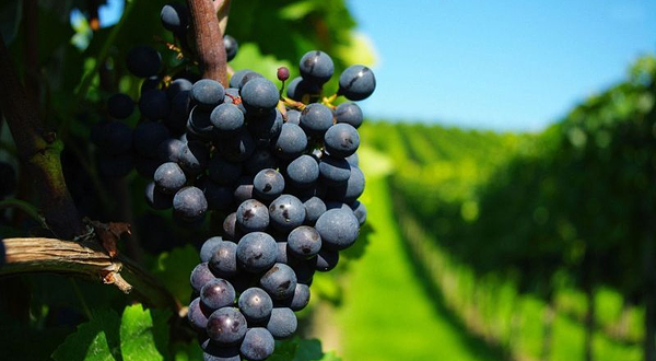 一园一品葡萄采摘e票通