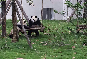 大熊猫苑第 10 张图片