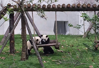 大熊猫苑第 8 张图片
