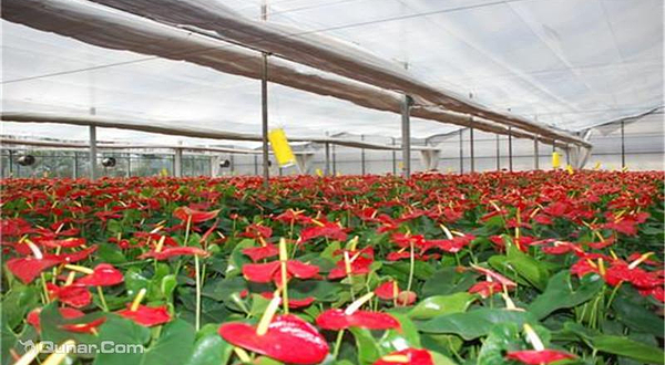 第六届山东花博会