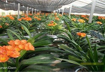 第六届山东花博会第 2 张图片