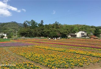 重庆农博园第 1 张图片