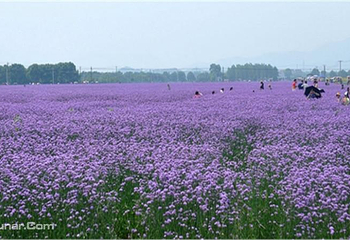 荻浦花海第 3 张图片