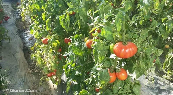 沈阳六合生态园