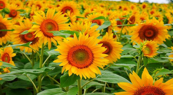 北龙町向日葵之乡