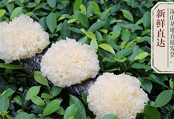 雪耳第 5 张图片