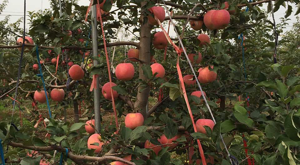 豆豆苹果采摘园