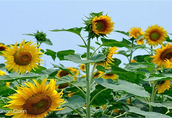荻浦花海第 4 张图片
