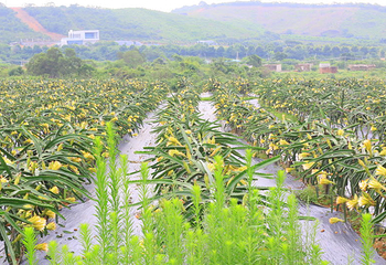 东莞清溪金峰生态园第 4 张图片