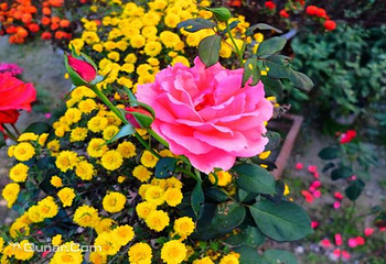 千菊百卉园（菊花文化节）第 9 张图片
