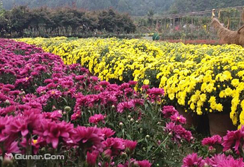 千菊百卉园（菊花文化节）第 3 张图片