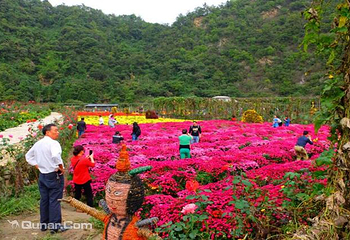 千菊百卉园（菊花文化节）第 7 张图片