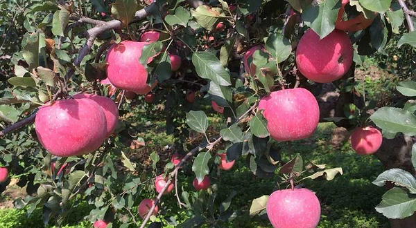 张山营生态采摘园