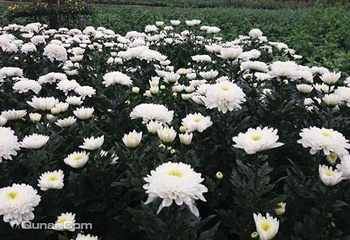千菊百卉园（菊花文化节）第 4 张图片