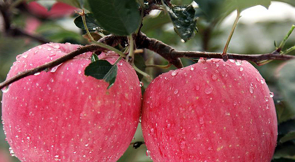 特产红富士苹果