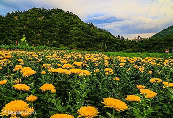 千菊百卉园（菊花文化节）第 2 张图片