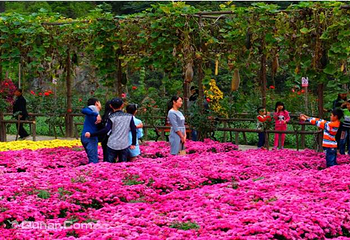 千菊百卉园（菊花文化节）第 11 张图片
