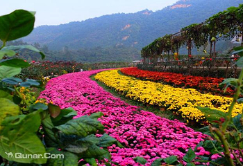 千菊百卉园（菊花文化节）第 10 张图片