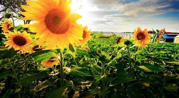 红星集体农庄葵花节