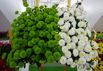 湖熟菊花园第 2 张图片