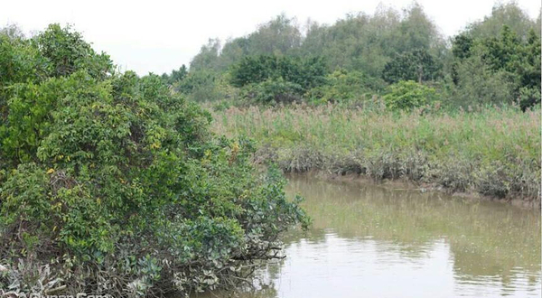 红树林保护区