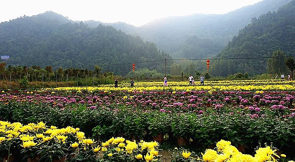 千菊百卉园（菊花文化节）