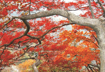 桐柏山淮源风景区第 11 张图片
