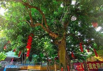 深圳金龟农家乐第 8 张图片