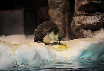 名古屋港水族馆第 2 张图片