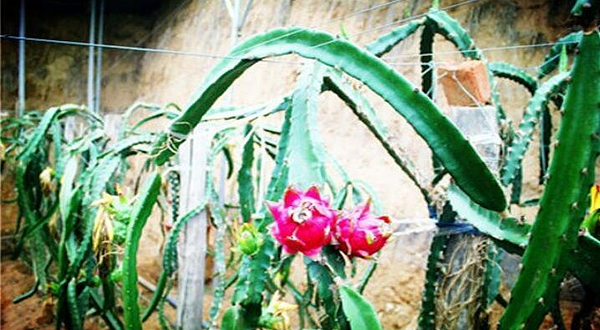 大连江俊生态园