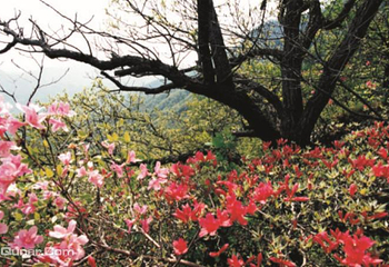桐柏山淮源风景区第 13 张图片