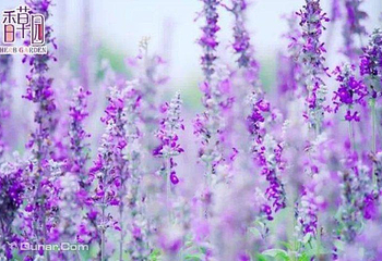 上海薰衣草公园第 6 张图片