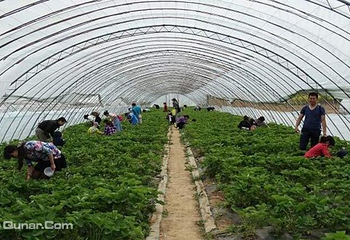 栖贤谷农业生态园草莓采摘第 5 张图片