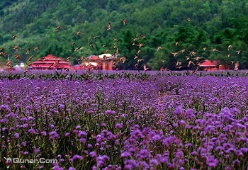 荔波四季花海第 6 张图片