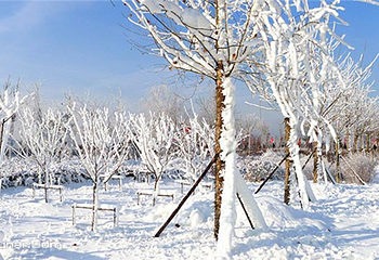 菩提雪乡第 1 张图片