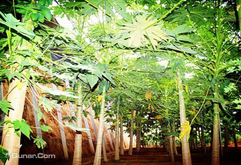 大连江俊生态园第 3 张图片