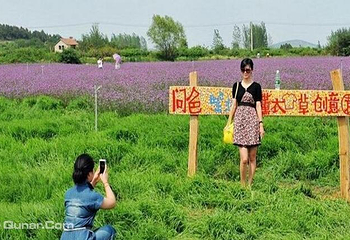 紫海蓝山薰衣草庄园第 11 张图片