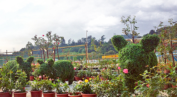 广州金沙洲横沙玫瑰文化节