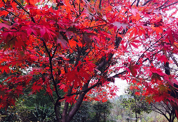 花乡茶谷旅游景区第 12 张图片