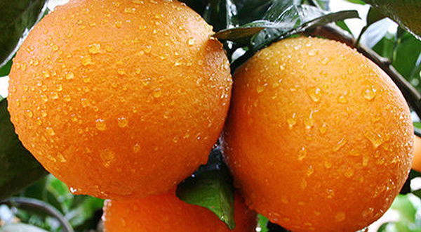 赣南脐橙