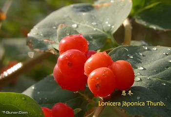 沙漠植物风情园第 7 张图片