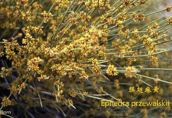 沙漠植物风情园第 6 张图片