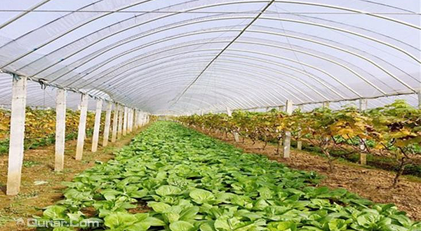 黄龙岘桂香园生态农业园