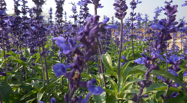 大鹏普罗旺斯花海
