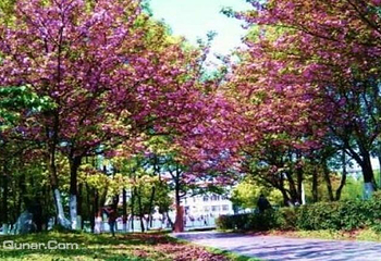 淮安市樱花园第 10 张图片