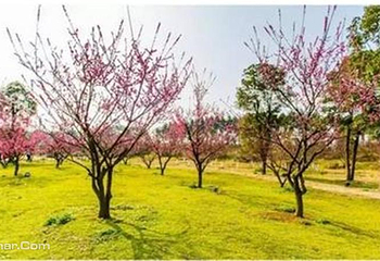 梅岭太阳谷大型梅花文化节第 13 张图片