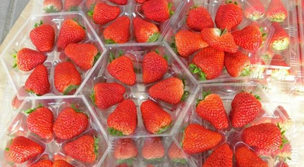 天然红草莓采摘园